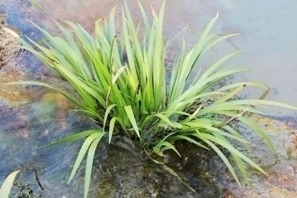 水菖蒲市场价格多少钱一斤 菖蒲有毒吗