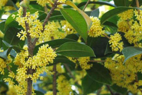 桂花树市场价格多少钱一棵 桂花种子怎么种