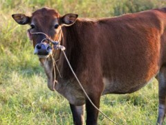 牛价还能保持多久?2020年牛价是涨还是跌?