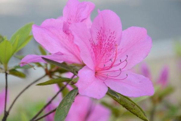 杜鹃花盆景市场价格多少钱一盆 怎么样让杜鹃花勤开花