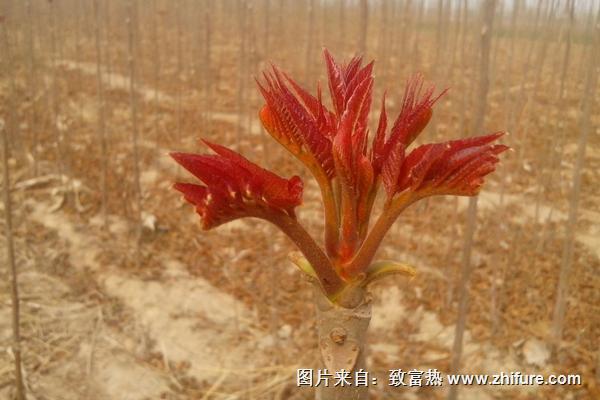 红油香椿种子价格多少钱一斤