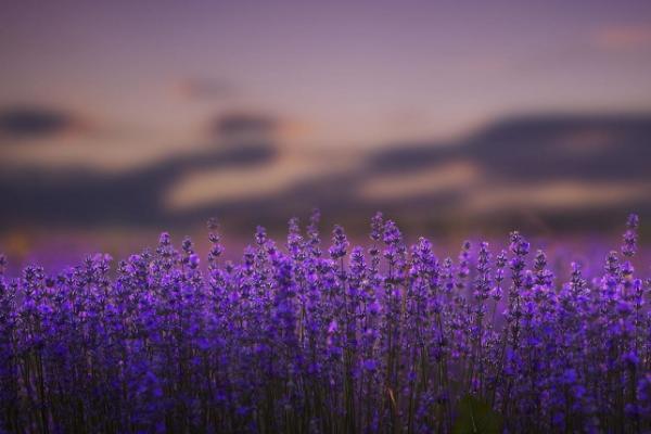 薰衣草种子市场价格多少钱一斤 薰衣草的花期怎么养护