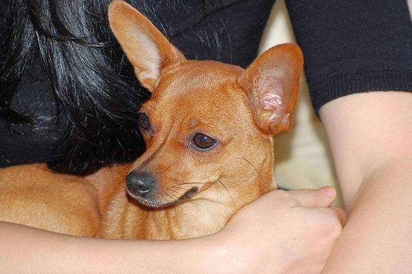 小鹿犬市场价格多少钱一只 小鹿犬哪种颜色最贵