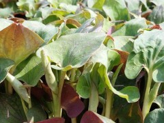 哪些野菜种植前景好,野菜种植一亩能挣多少钱