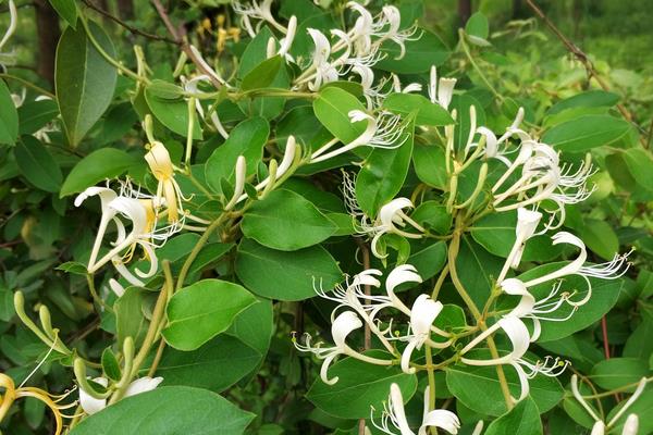 金银花种植条件，南方北方均可种植