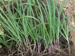 野韭菜可以人工种植吗,野韭菜高产栽培种植技术