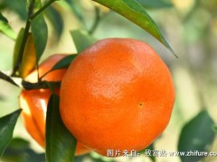 爱媛42号柑橘品种介绍
