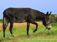 养驴项目前景分析