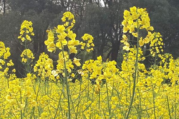 2018种油菜赚钱吗？油菜种植的利润与投资成本及前景预测