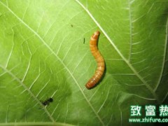 黄粉虫的部分食用方法,黄粉虫可以用作饲料喂养