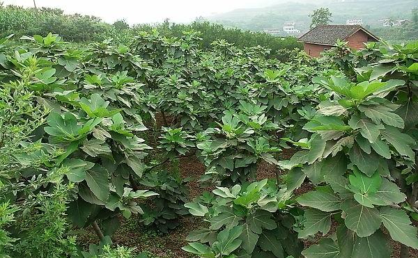 无花果栽培技术 无花果落果是怎么回事