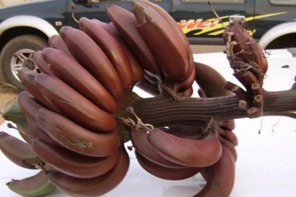 红香蕉市场价格多少钱一斤 红香蕉产地在哪里