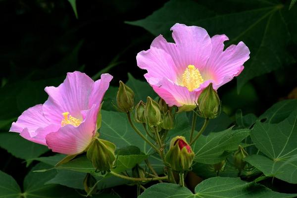 木芙蓉花怎么养 木芙蓉花养殖方法与注意事项