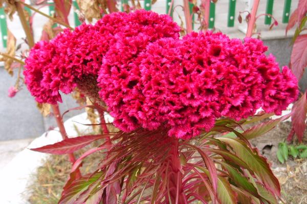 鸡冠花怎么种 鸡冠花种植方法与注意事项