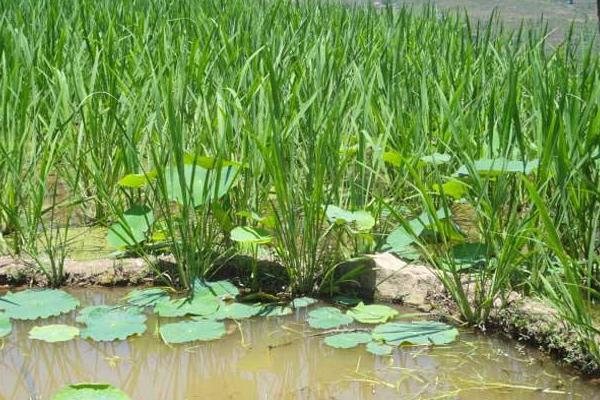 2018种茭白赚钱吗？茭白种植的利润与投资成本及前景预测