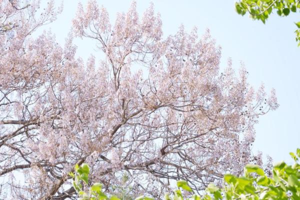 泡桐怎么种 泡桐种植方法与注意事项