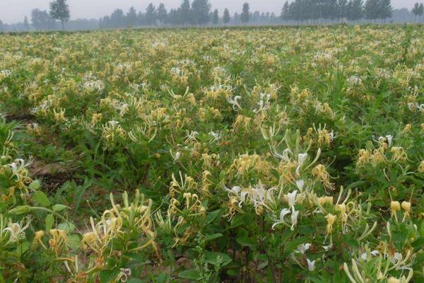 金银花树苗种植技术及方法