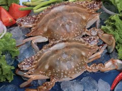 梭子蟹市场价格多少钱一斤,梭子蟹什么时候最肥