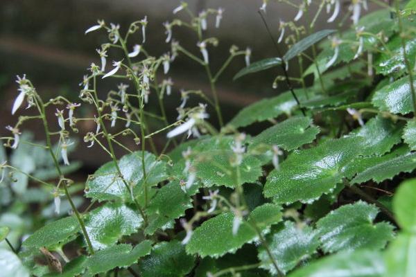 虎耳草图片大全 虎耳草花语及寓意