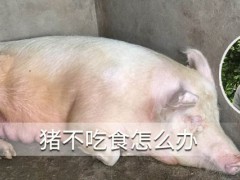 猪不吃食怎么办