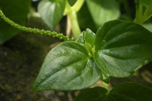 荷叶椒草怎么种 荷叶椒草种植方法与注意事项