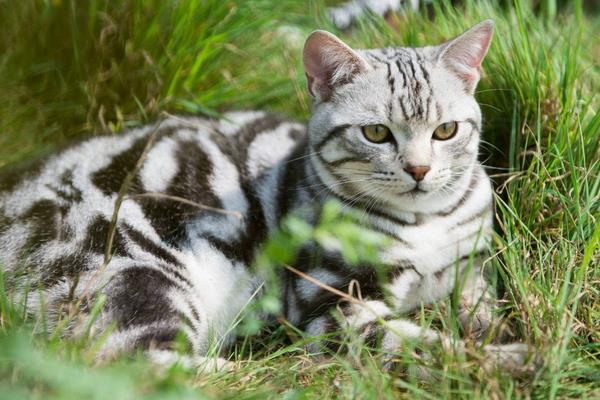 短毛猫好养吗 美国短毛猫的性格缺点