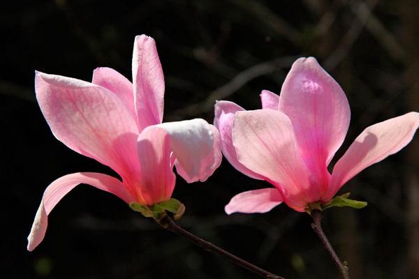 木兰花图片大全 木兰花花语及寓意 关于木兰花诗句有哪些