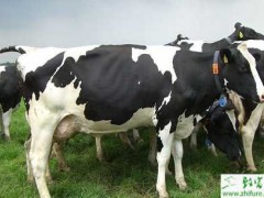奶牛妊娠毒血症是什么、怎么防治