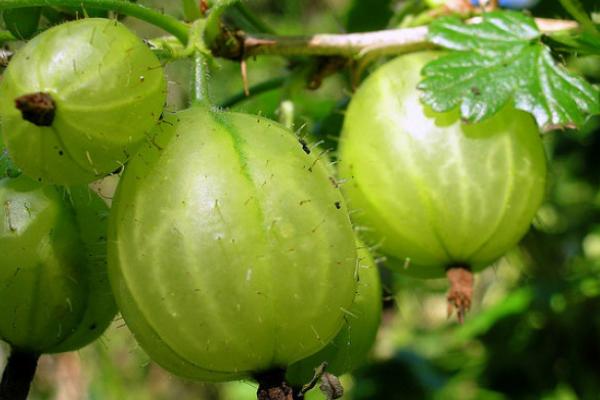 醋栗怎么种 醋栗种植技术与注意事项