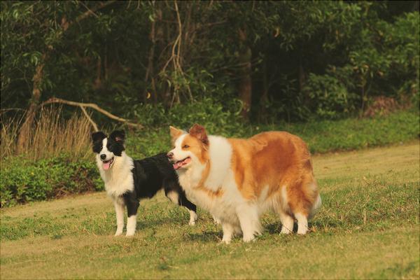 边境牧羊犬图片