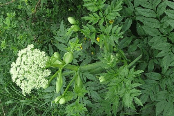 2018种柴胡赚钱吗？柴胡种植的利润与投资成本及前景预测