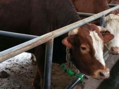怎么判断牛是否生病了?主要从牛日常饮食及排泄