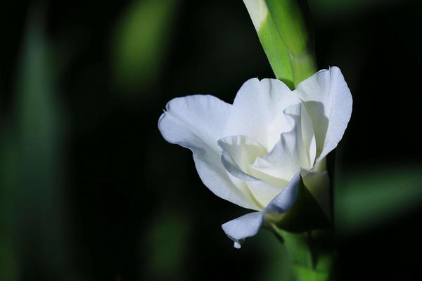 唐菖蒲图片大全 唐菖蒲花语及寓意 唐菖蒲有哪些品种