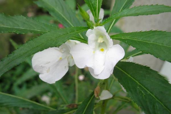 凤仙花图片大全 凤仙花花语 凤仙花特点