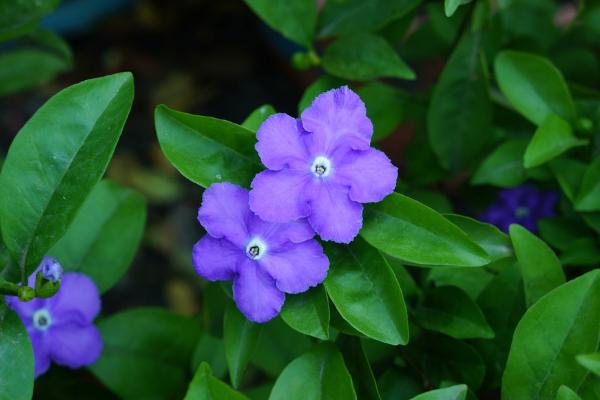 双色茉莉叶子发黄怎么办 双色茉莉不开花的解决方法