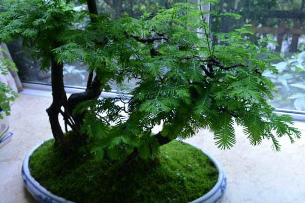 水杉盆景市场价格多少钱一盆 水杉盆景的种植方法