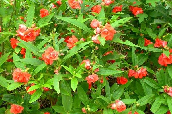 凤仙花图片大全 凤仙花花语 凤仙花特点