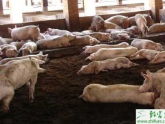 养猪场如何保温的几种方法