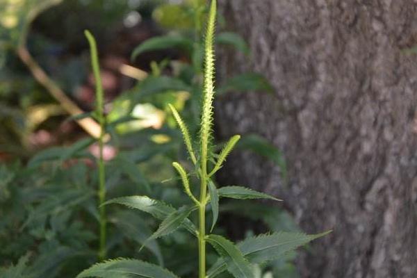 随意草怎么种 随意草种植方法与注意事项