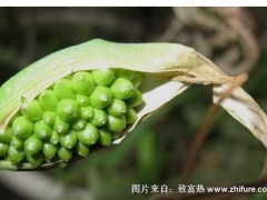 2018种半夏赚钱吗?半夏种植的利润与投资成本及前