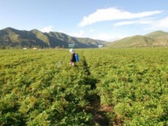 川芎种植技术,川芎种植时间及方法