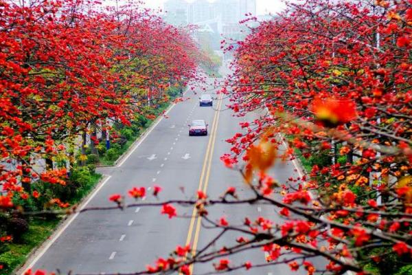 木棉图片大全 木棉花语及寓意