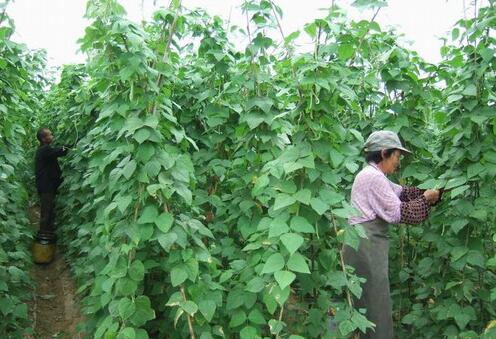 2017种芸豆赚钱吗？