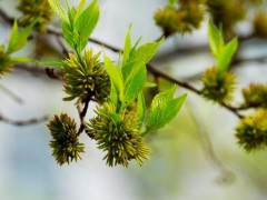 杜仲雄花的作用与功效及禁忌,什么是杜仲雄花