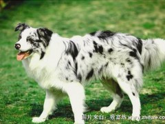 边境牧羊犬图片