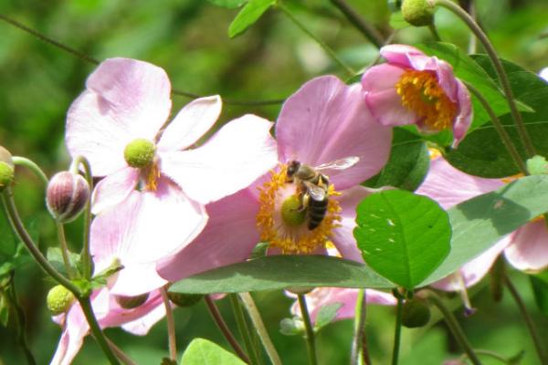 打破碗花怎么养 打破碗花种植方法与注意事项