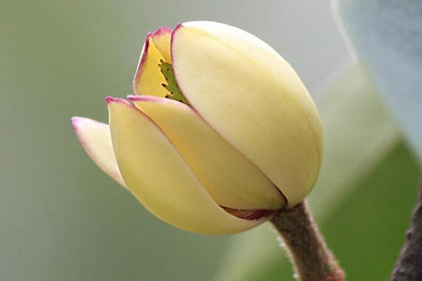 含笑花图片大全 含笑花花语及寓意