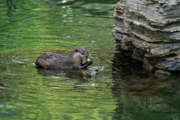 宠物水獭市场价格多少钱一只 水獭可以当宠物吗