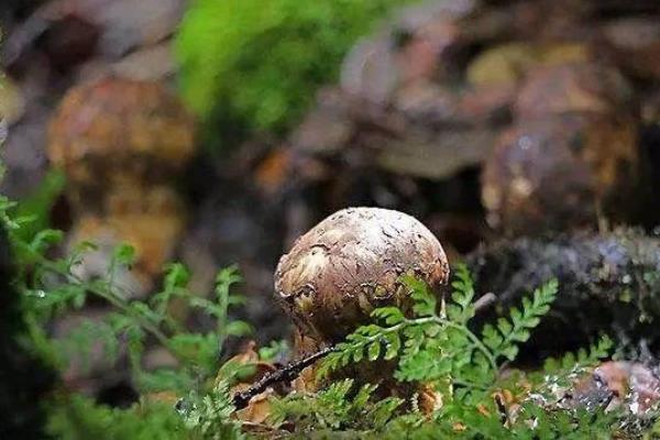 松茸可以种植吗 松茸怎么种