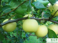 种梨树之如何让梨树均衡生长没小年